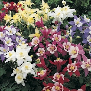 Origami Mix columbine.