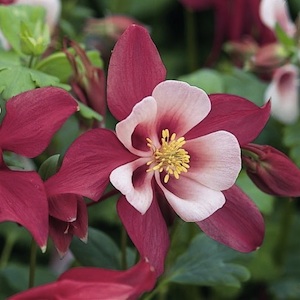 Origami Pink and White columbine.