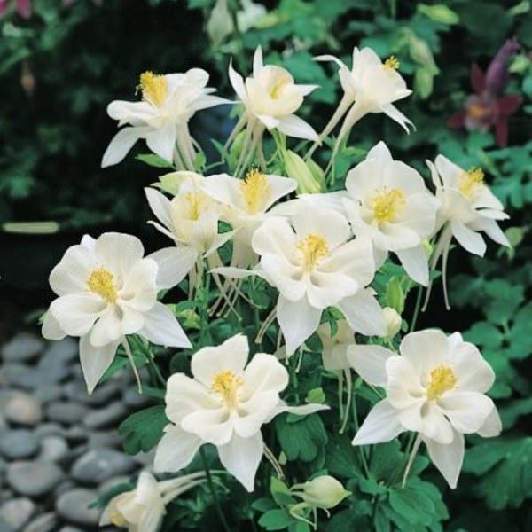 Origami White columbine seeds - White petals and white corollas - Perennial Flowers