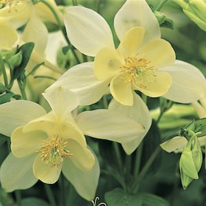 Origami Yellow columbine