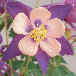Songbird Nightingale columbine.