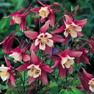 Rose Queen columbine.