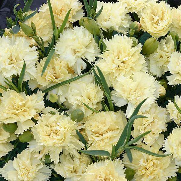 Lemon Fizz carnation