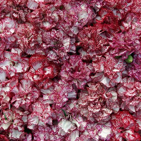 Raspberry Ripple carnation - Perennial Seeds