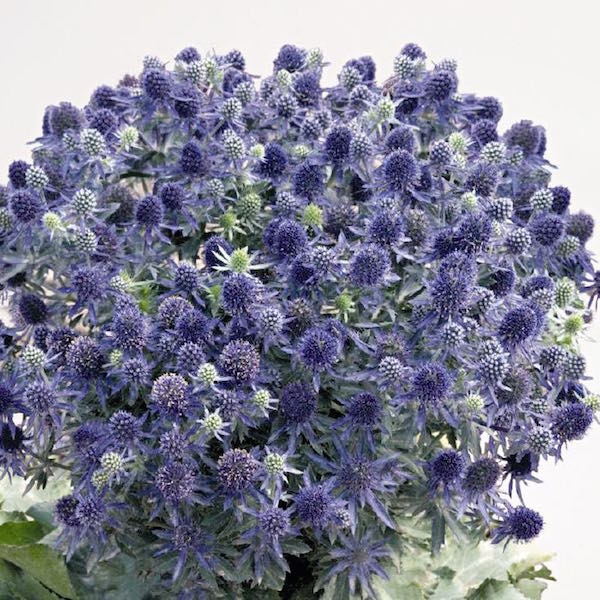 Blue Hobbit sea holly seeds - Garden Seeds - Perennial Seeds.