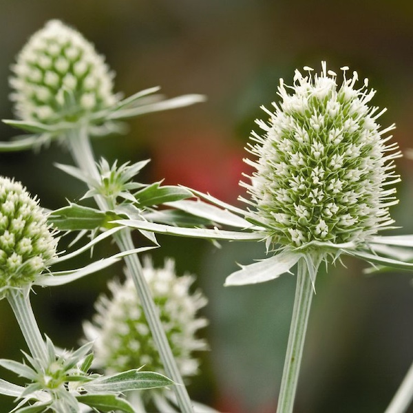 White Glitter sea holly seeds - Garden Seeds - Perennial Seeds.