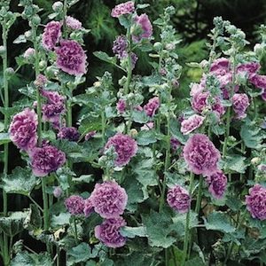 Hollyhock Violet with 5-6″, reddish-blue, double flowers.