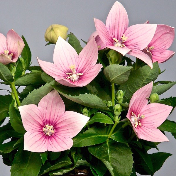 Astra Pink balloon flower
