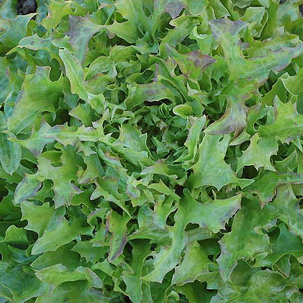 Fine Cut Oak Loose Leaf organic lettuce