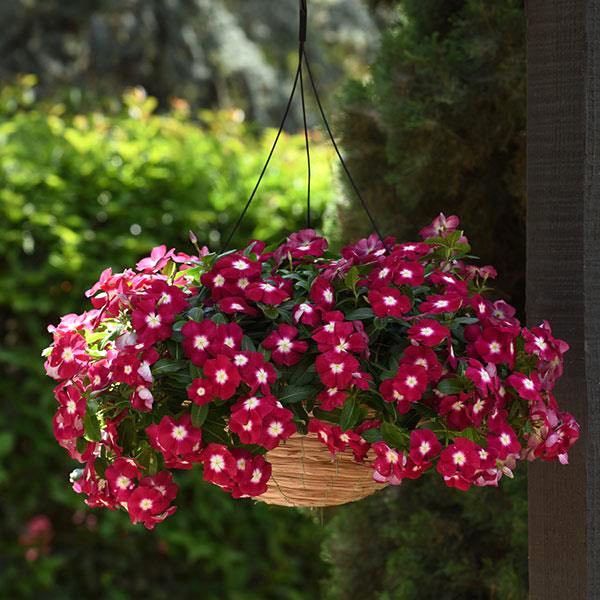 Mediterranean Burgundy Halo vinca hanging basket