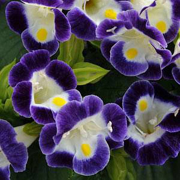 Wishbone flower Kauai Blue Torenia flowers