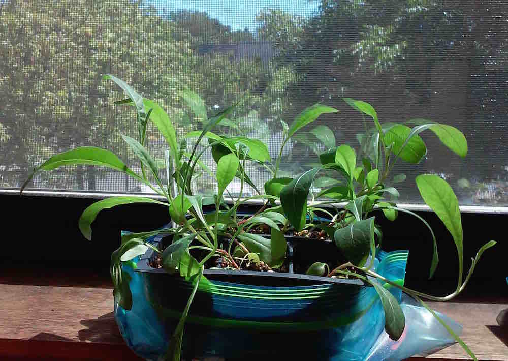 Gaura seedlings ready to transplant