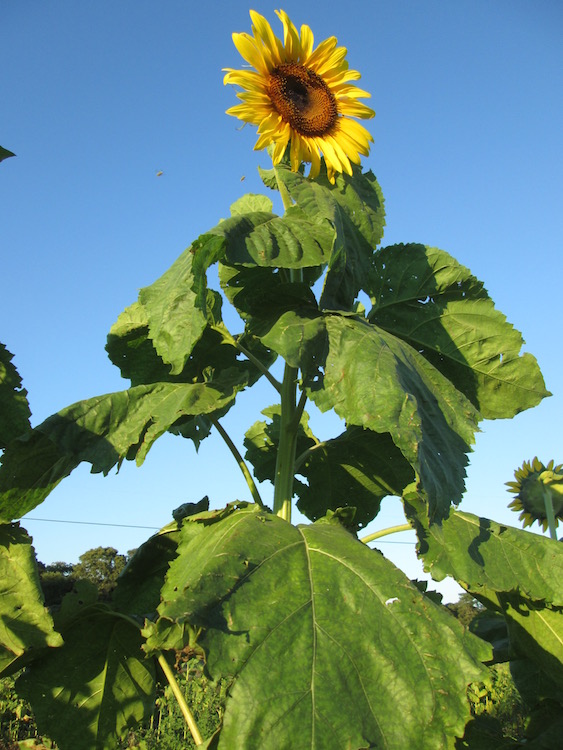 american giant sunflower