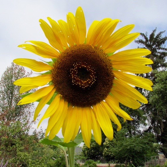 american giant sunflower