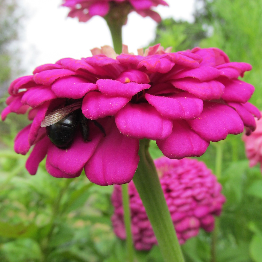 Zinnia Art Deco