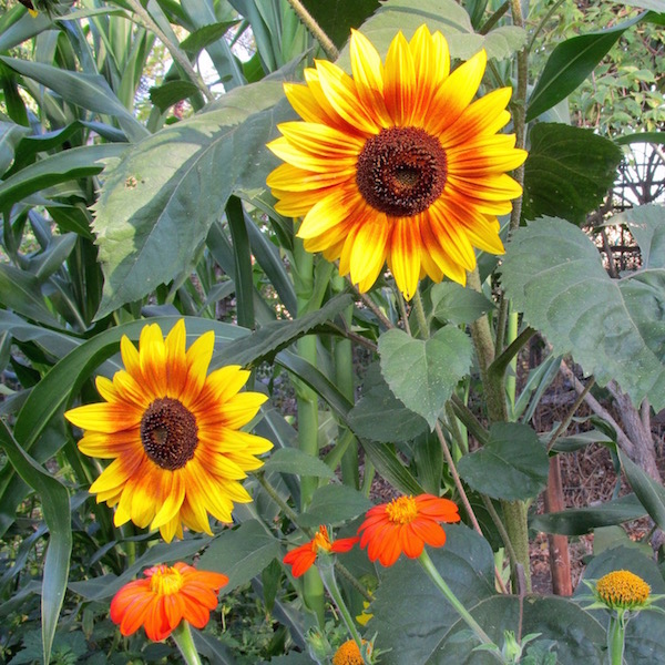 Sunflower Autumn Beauty and Tithonia