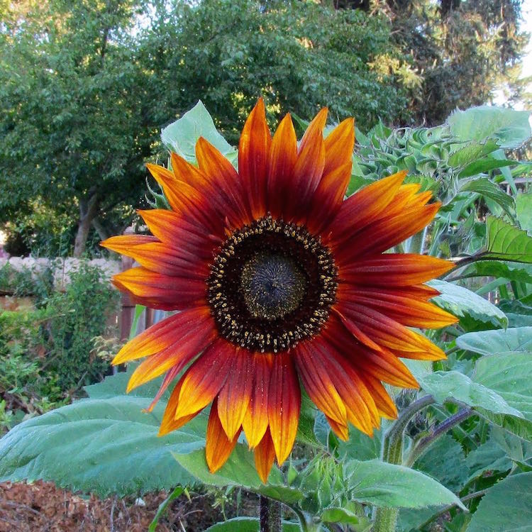 autumn beauty sunflower