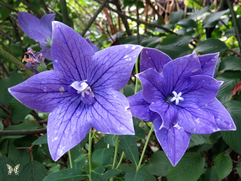 Single and double balloon flowers