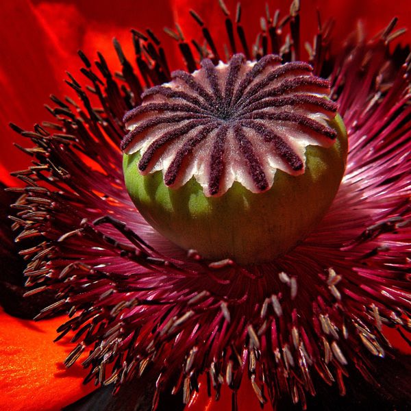 Beauty of Livermere poppy