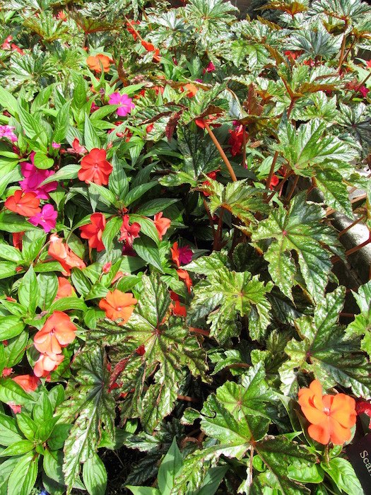 begonia impatiens planting