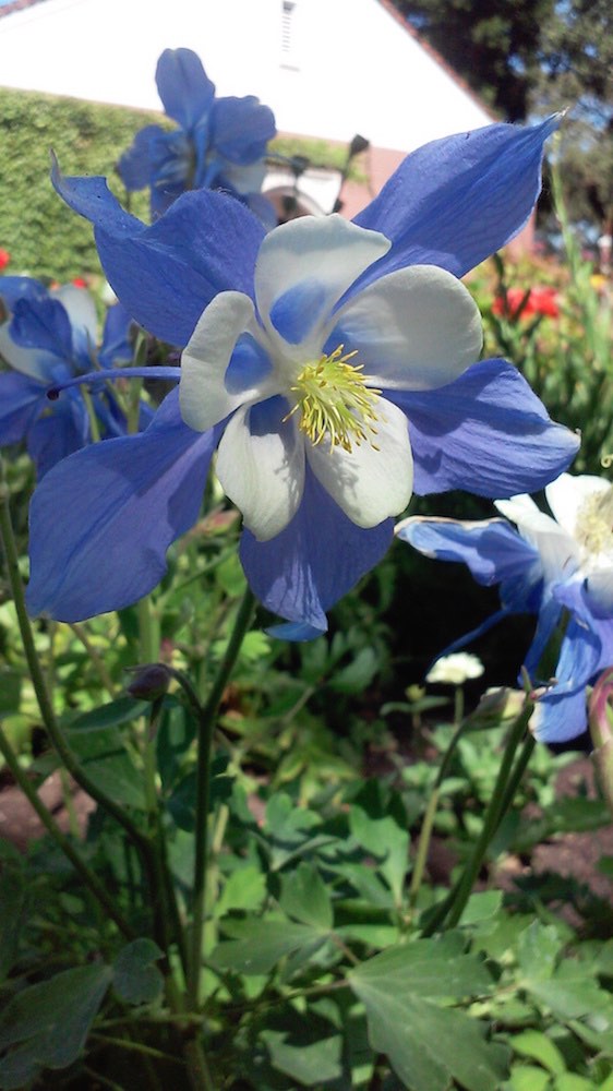 Blue columbine with white center
