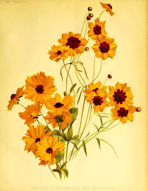 Botanical illustration of coreopsis