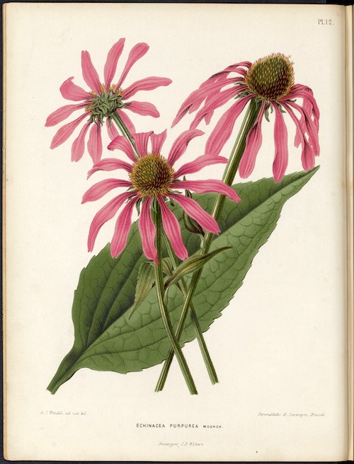 Botanical illustration of echinacea