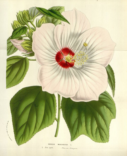 Botanical illustration of hibiscus