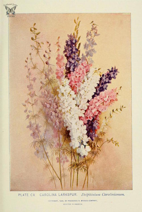 Botanical illustration of larkspur