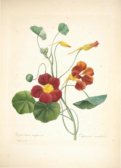 Botanical illustration of nasturtium