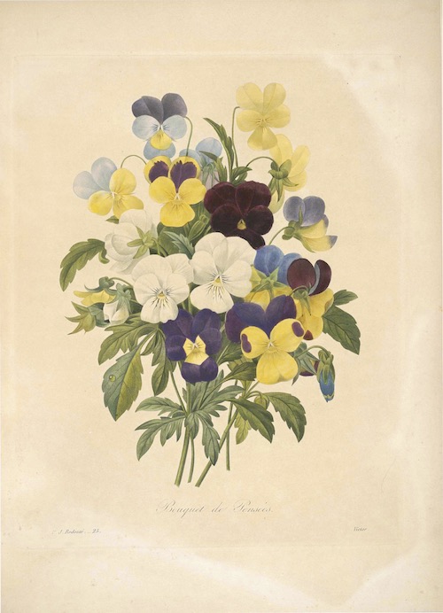Botanical illustration of pansies