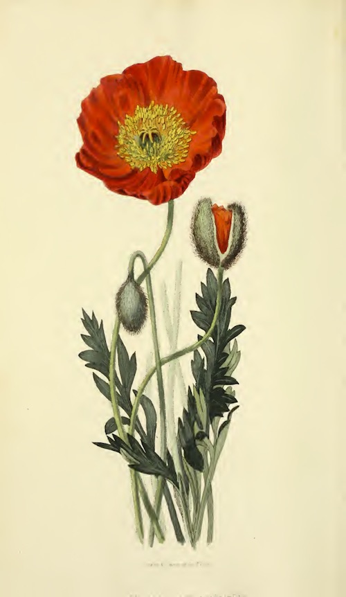 Botanical illustration of poppy