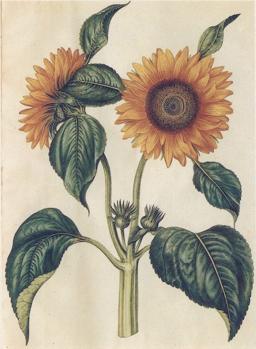 Botanical illustration of sunflower