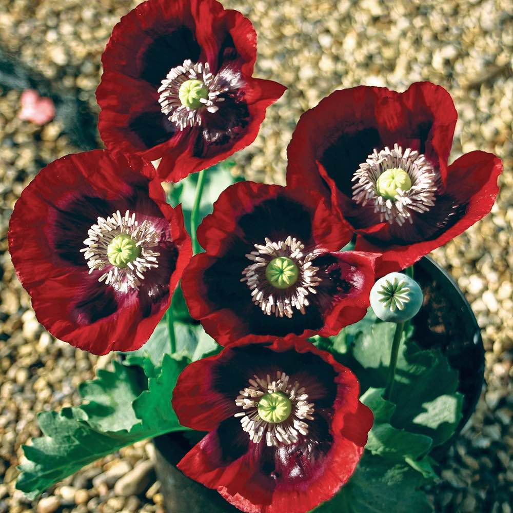 Cherry Glow breadseed poppy