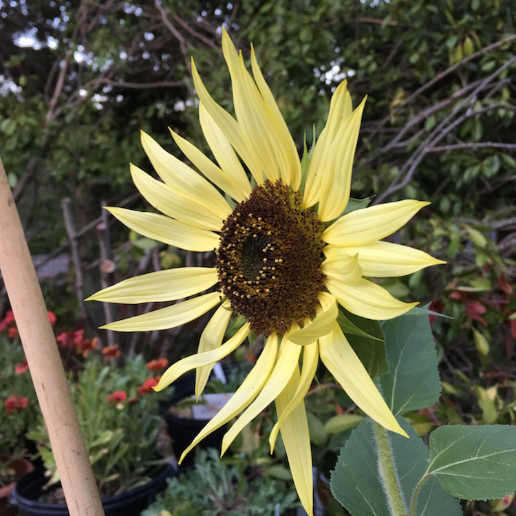 butter chiffon sunflower