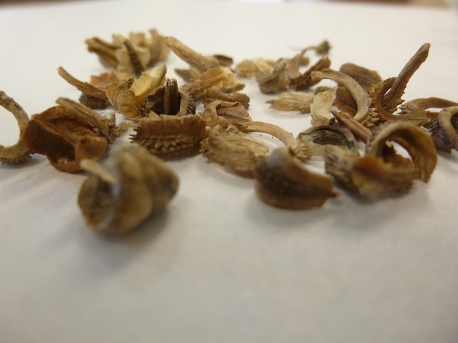 calendula seeds