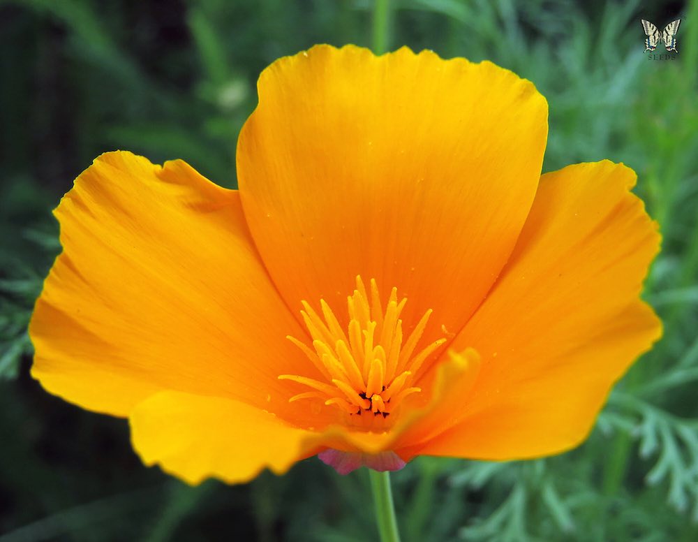 California golden poppies