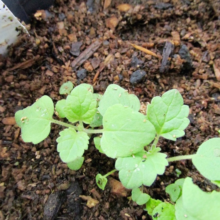 Catnip Seedlings