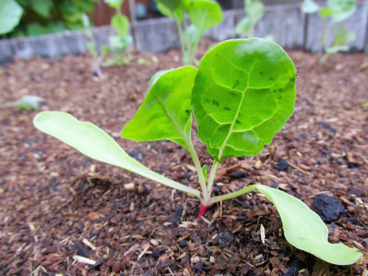 Chard Seedling