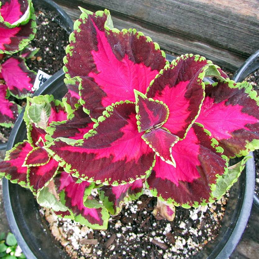 Chocolate Covered Cherry Coleus