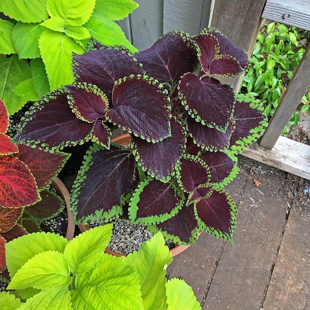 Giant Exhibition Magma Coleus