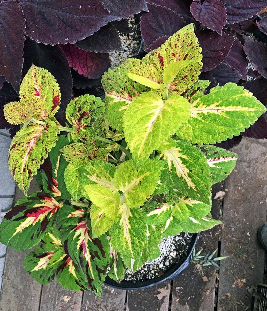 Giant Exhibition Marble Coleus