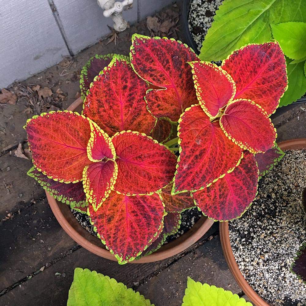 Giant Exhibition Rustic Red Coleus