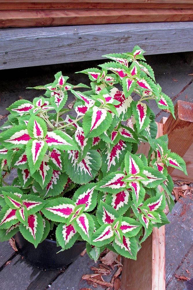 Wizard Rose Coleus