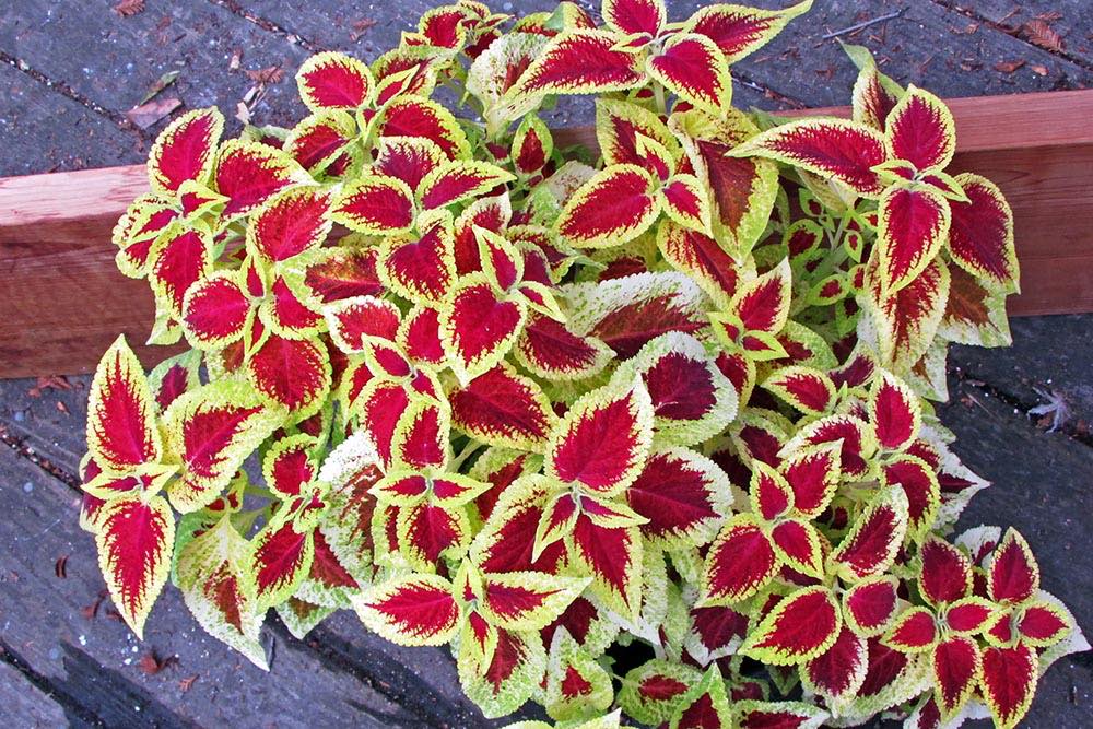 Wizard Scarlet Coleus