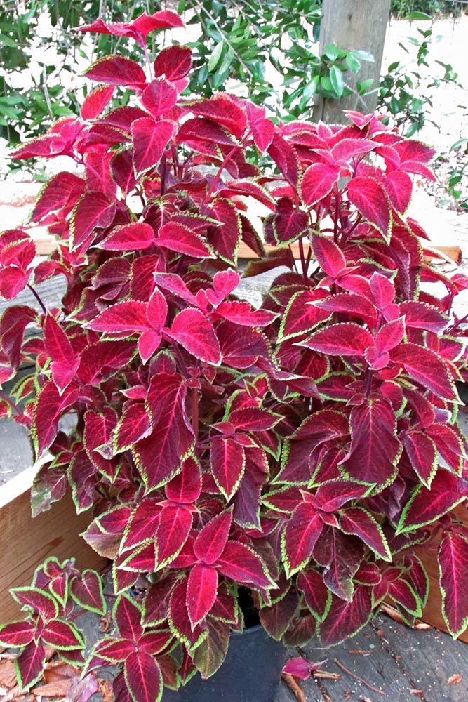 Wizard Velvet Red Coleus