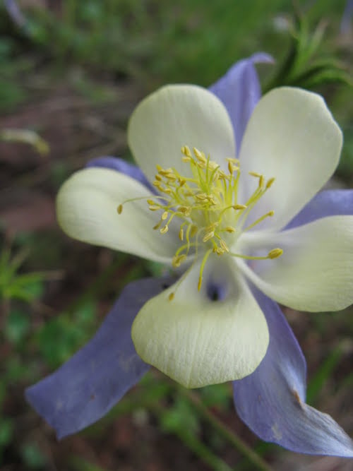 Colorado wild columbine