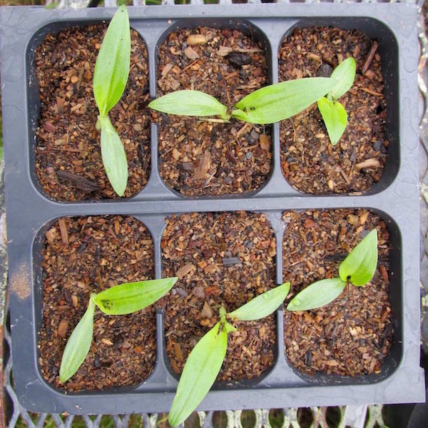 Commelina Seedlings