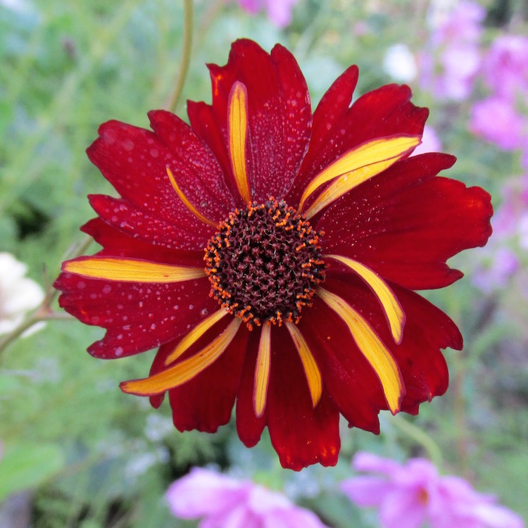 Coreopsis Roulette