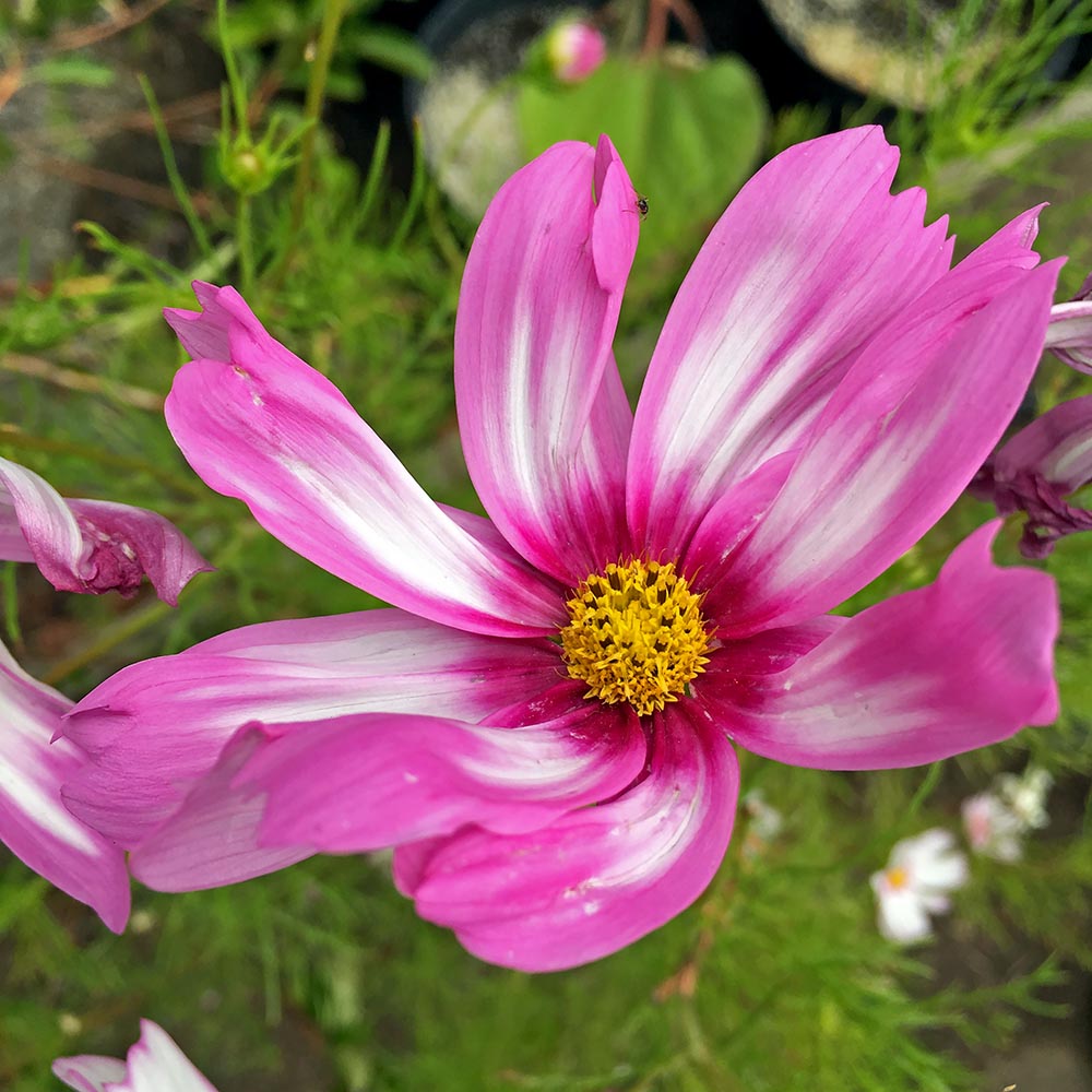 Capriola Cosmos